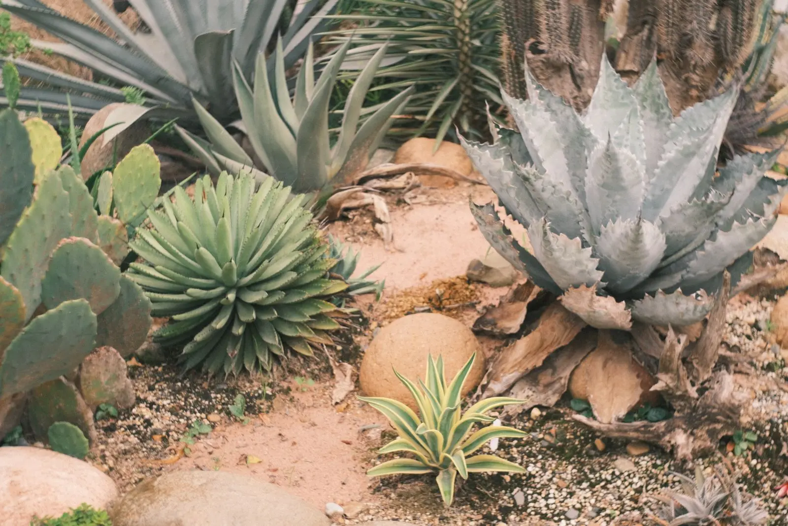 Desert garden with agave, cactus and decorative rock