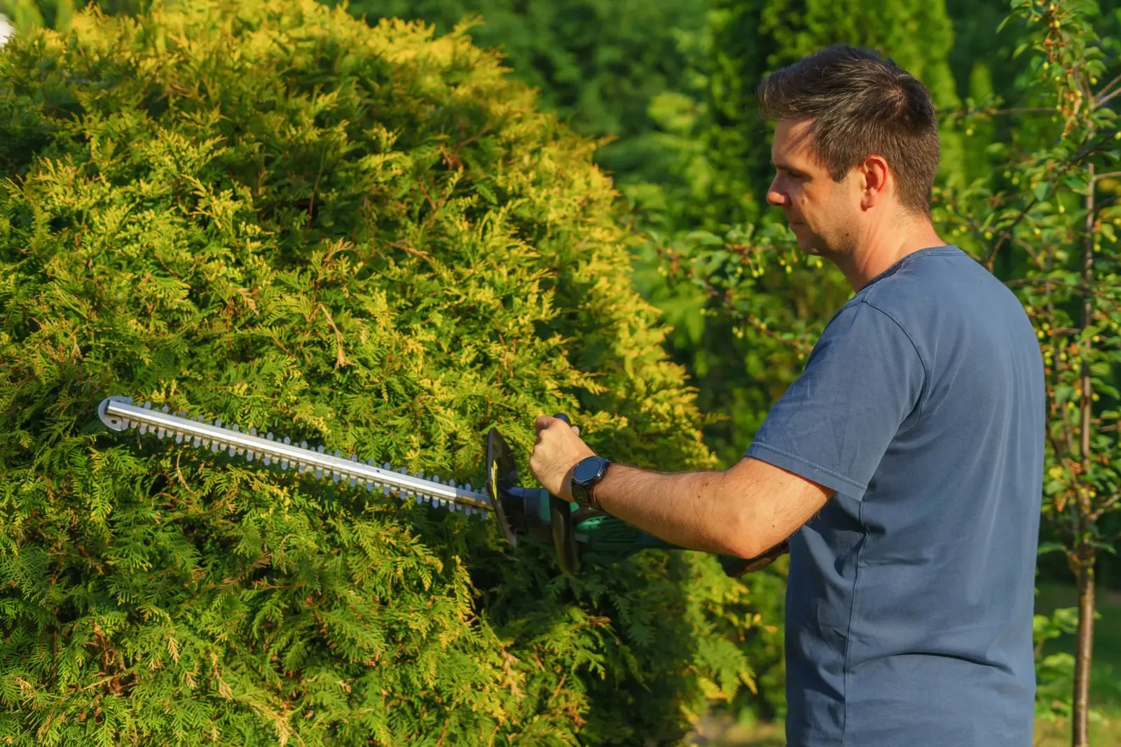 Landscaper shaping a tall hedge with an electric trimmer